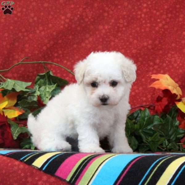 Peacock, Maltipoo Puppy